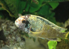 "Isanga" (golden Kalambo)