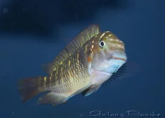 Tropheus sp.murago «Kapampa»