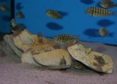 Tropheus sp.murago «Texas»