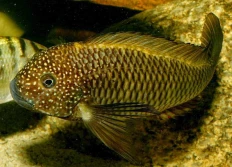 Tropheus sp.murago «Kikoti»