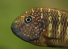 G - Les Tropheus sp.maculatus (ou murago)