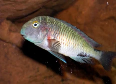 "Chikutula Cap" (Lufubu)