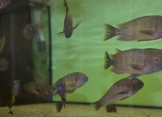 Tropheus moorii red rainbow "Muzi"