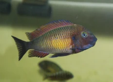 Tropheus moorii red rainbow "Kantalamba"