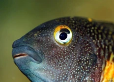 Tropheus moorii "Mpulungu"