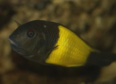 Tropheus sp.kaiser "Ikola"