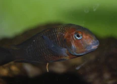 Tropheus sp.ater «Caramba»