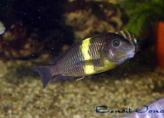 Tropheus sp.ater «Mboko»
