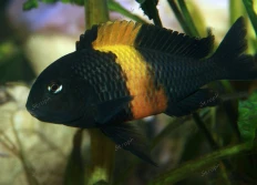 Tropheus sp.ater «Bemba»