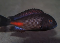 Chipimbi
