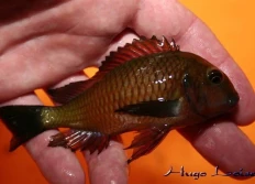 Tropheus sp.ruber "Chimba"
