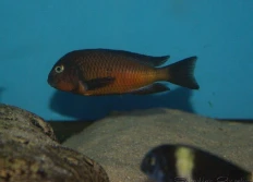 Tropheus sp.ruber "Kachese"