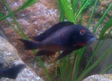 Tropheus sp.ruber "Livua"