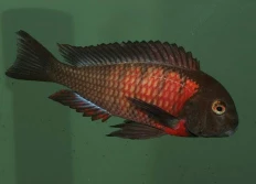 Tropheus sp.ruber "Red breast"