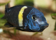 D - Tropheus duboisi