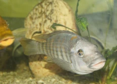 sp. aff polyodon 6 Kazumbe