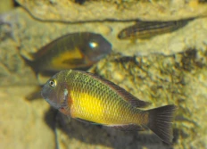 K - Tropheus moorii