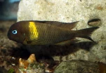 lunatus Karago Biodivmax