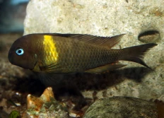 Tropheus sp.crescentic «Malagarasi»
