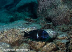 Tropheus duboisi "Karilani"