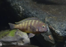 Tropheus sp.lunatus "Ujiji"