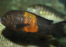 A - Tropheus sp.ater (black)