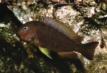 tropheus brichardi nyanza lac 2
