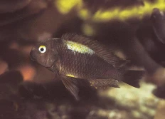 C - Tropheus brichardi