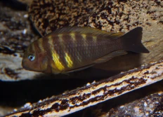 Tropheus sp.vespoides "Kipili" (guepe)