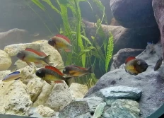 Tropheus moorii red rainbow "Kasanga"