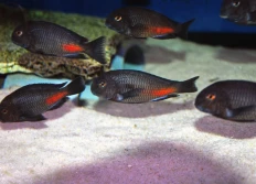 Tropheus sp.ruber "Moliro"