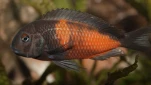 bulupoint male dominant biodivmax