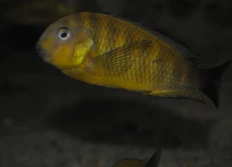 I - Les Tropheus sp.vespoides (guépe)