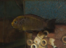 Tropheus sp.lukuga «Kanyosha»