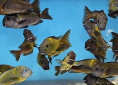 B - Les Tropheus sp.crescentic sp.lunatus et sp.lukuga