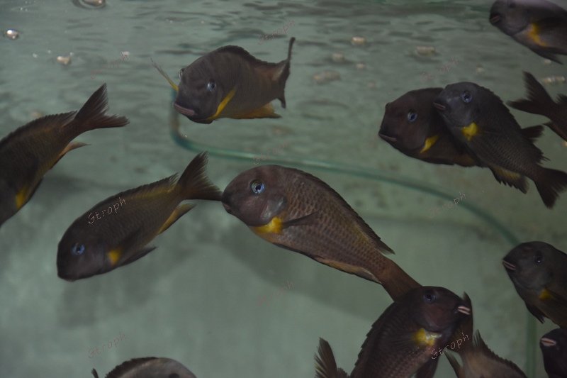 Isonga chez baars cichlids Jean-Michel