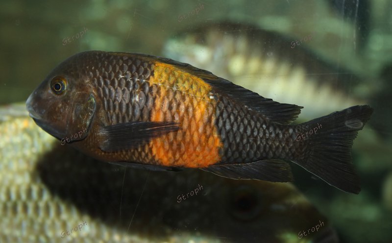 Pemba biodivmax