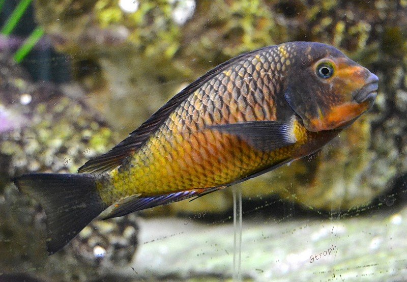 Petro91 6