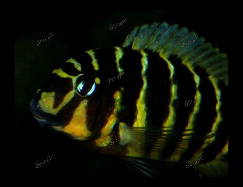 Korongwe Tankganyika 1