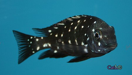 bemba juvénile cath