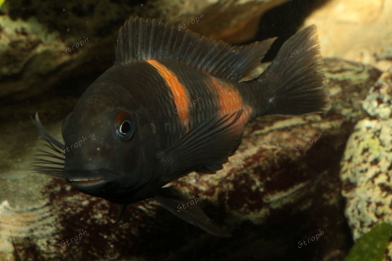 bulupoint portrait biodivmax