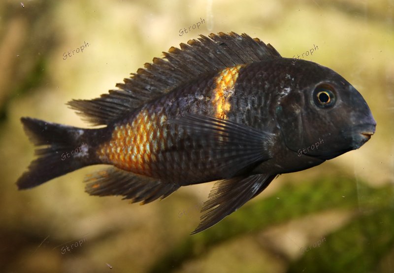 bulupoint très dominé biodivmax
