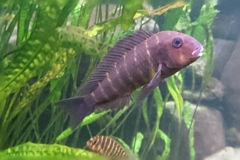dahabu vieillle femelle Tank ganyika