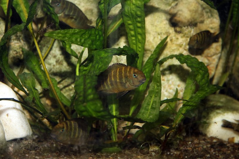 jeunes malagarasi Karago biodivmax