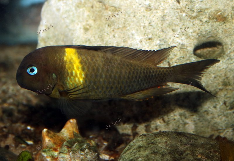 lunatus Karago Biodivmax