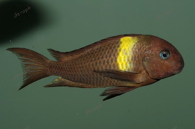 malagarasi fisker