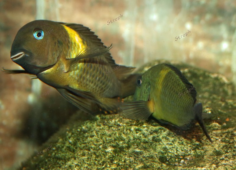 malagarasi karago accouplement Biodivmax