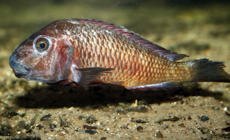 moliro femelle fin de vie biodivmax