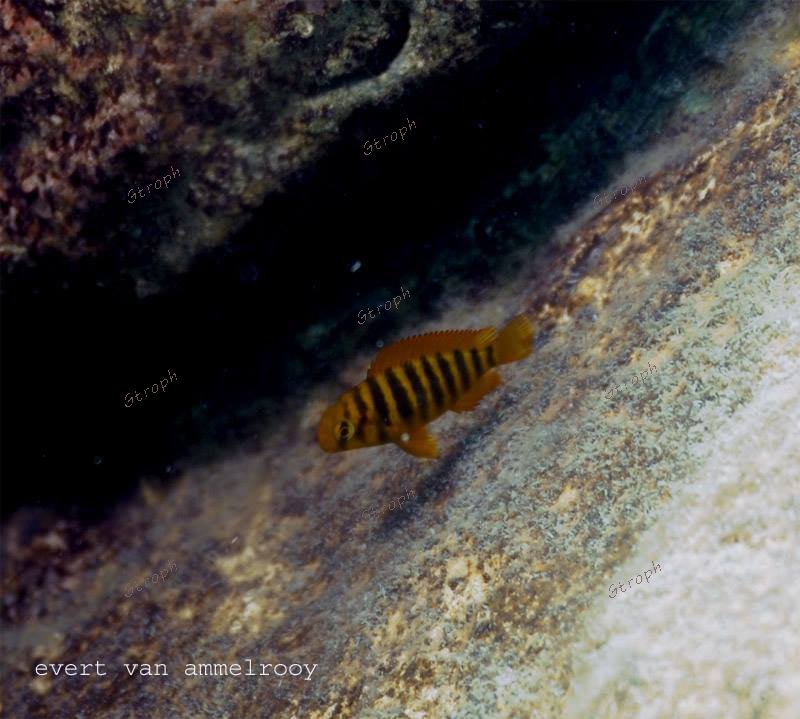 mvuna juvenile evert van ammalrooy