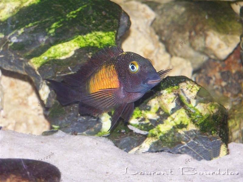tropheus16 1